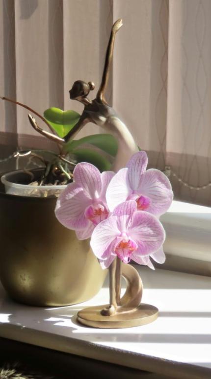 Σωστός τρόπος ποτίσματος ορχιδέας