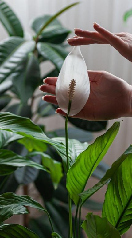 Το φυτό που καθαρίζει την ατμόσφαιρα