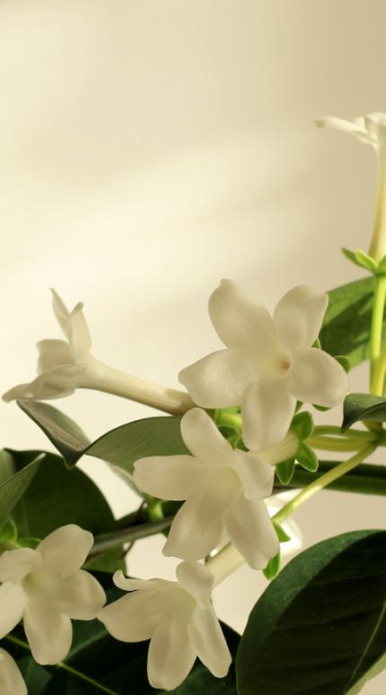 Φυτό που διακοσμεί το σπίτι και αρωματίζει τον χώρο