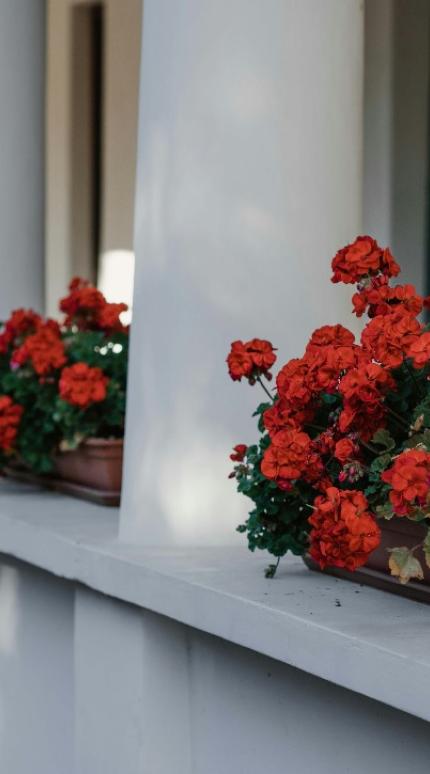 Φωτογραφία Unsplash 