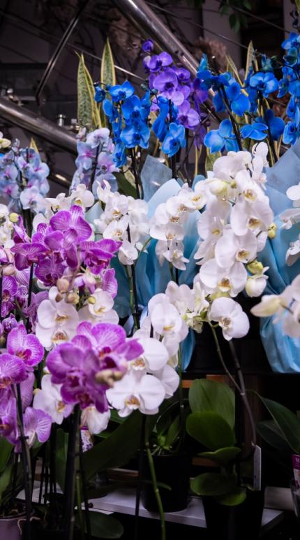 Η ορχιδέα θα «ανθίζει ασταμάτητα» αν ποτίζεται με ένα απλό συστατικό της κουζίνας κάθε δύο εβδομάδες