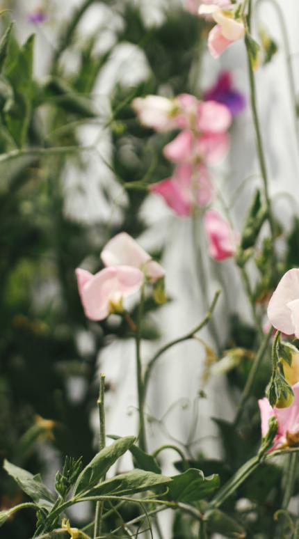 Φυτό αναρριχόμενο