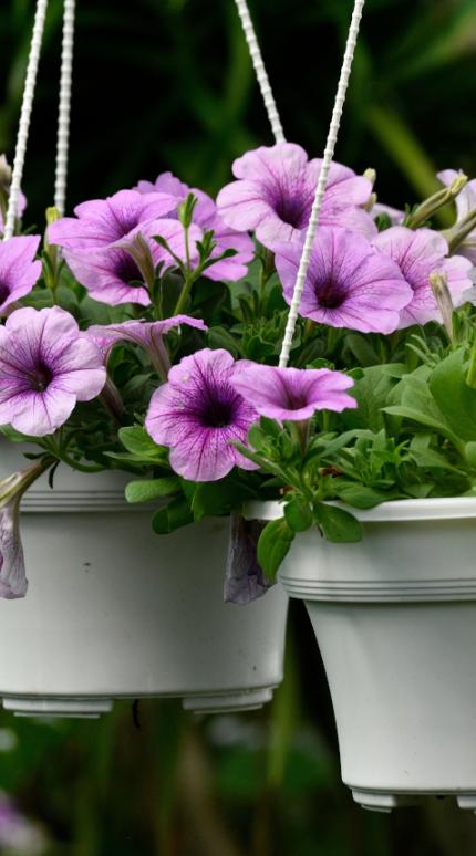 Φυτό κρεμαστό σε γλάστρα 