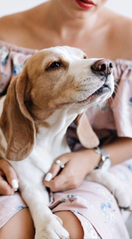 Γυναίκα με σκύλο στον καναπέ