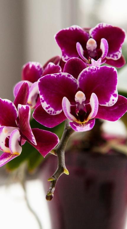 Το φυτό που ανθίζει όλο το χρόνο αντί για ορχιδέα/Φωτογραφία Unsplash 