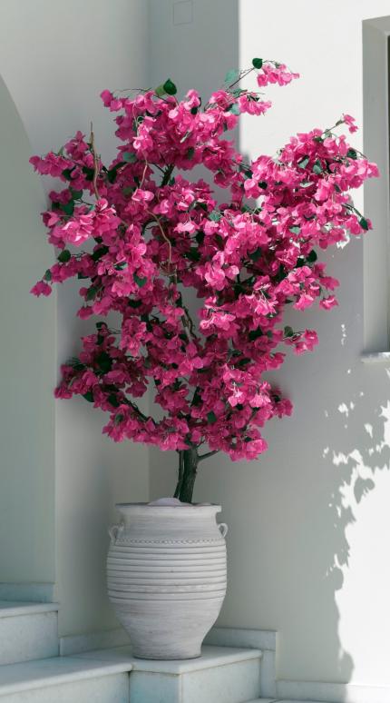 Γιατί η βουκαμβίλια χάνει τα άνθη της -Τι φταίει και πώς να το διορθώσετε