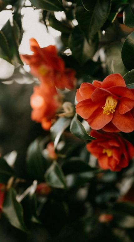 Camellia japonica/Φωτογραφία Unsplash 