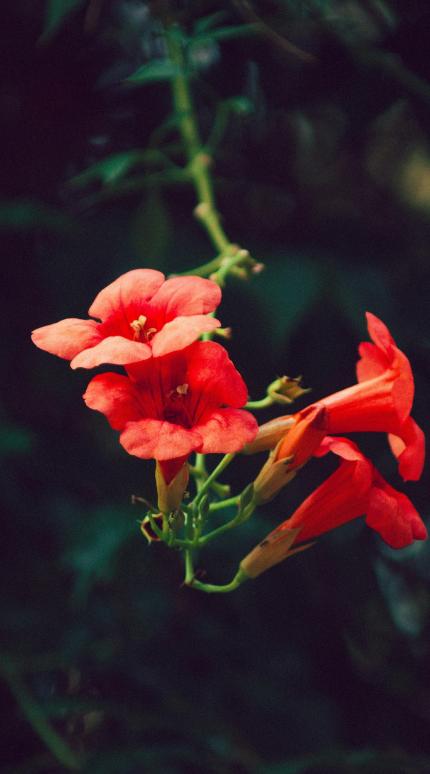 Φυτό/Φωτογραφία Pexels 