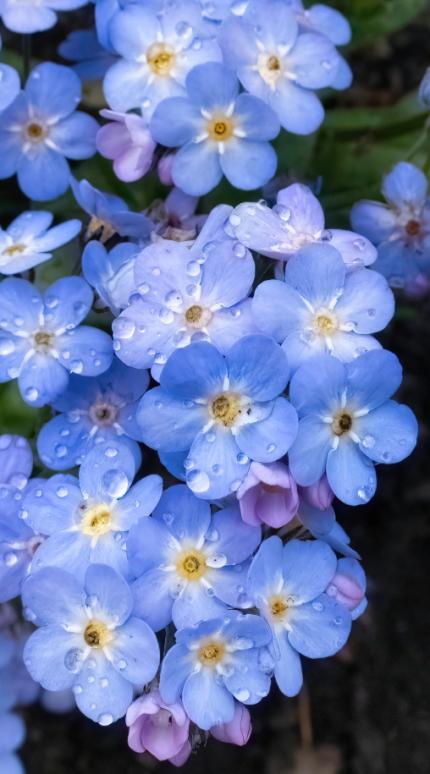 Φυτό για άνοιξη 