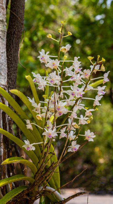 Η ορχιδέα που μπορεί να φτάσει το ένα μέτρο