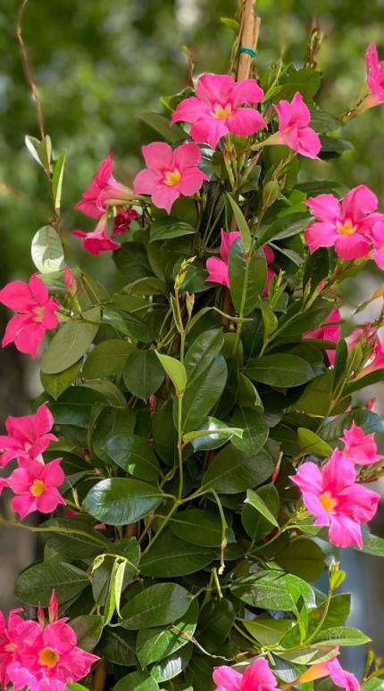 Φυτό αναρριχόμενο