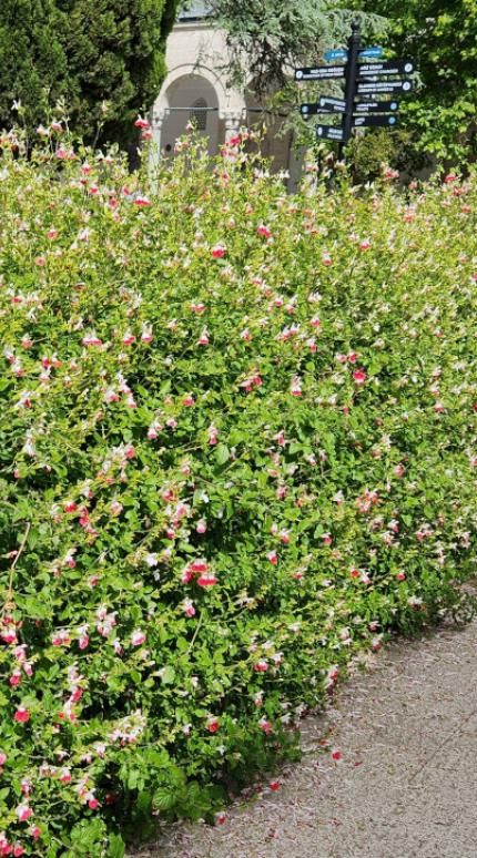 Θάμνος - φυτό  που δεν χρειάζεται φροντίδα