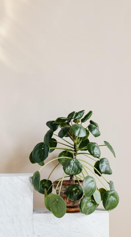  Pilea peperomioides/Φωτογραφία Pexels 