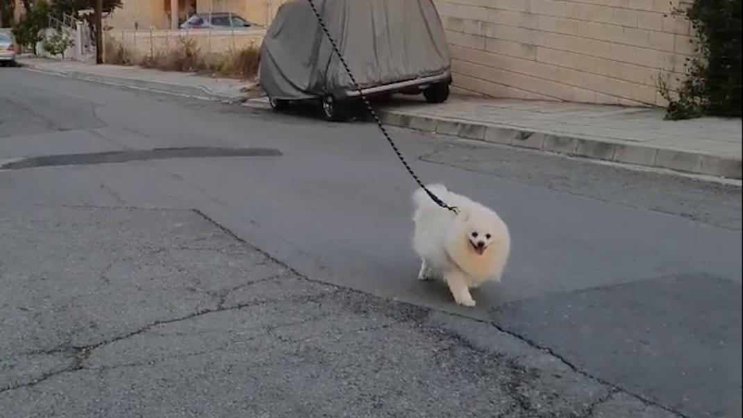 Ενας λευκός σκύλος με λουρί βγαίνει βόλτα