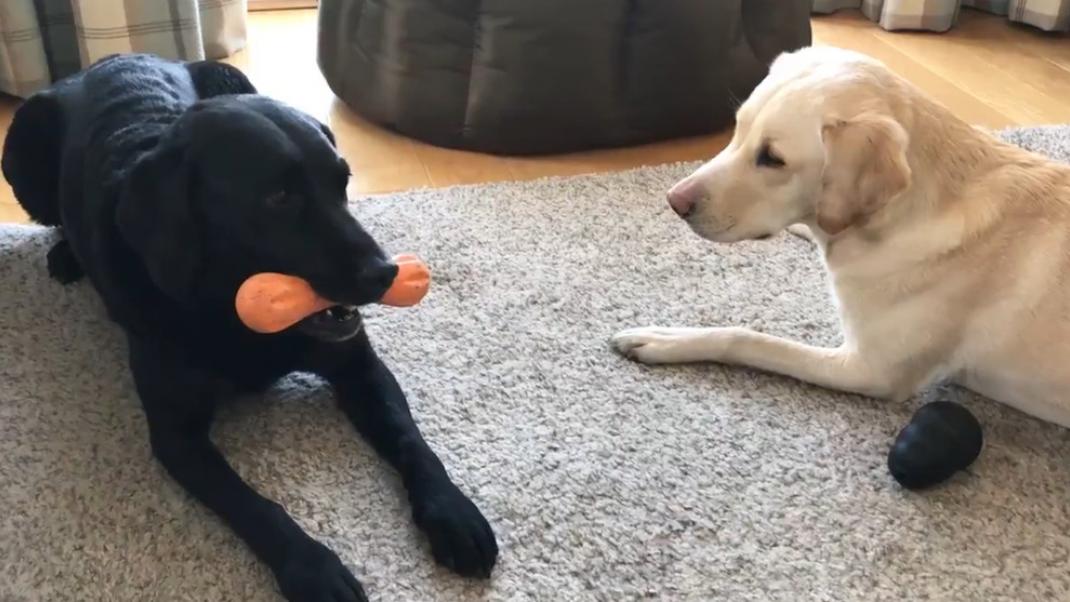 Δύο σκύλοι με παιχνίδι