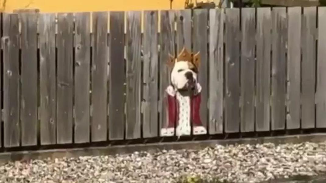 Σκύλος κοιτάει τους περαστικούς από μια τρύπα ενός φράχτη