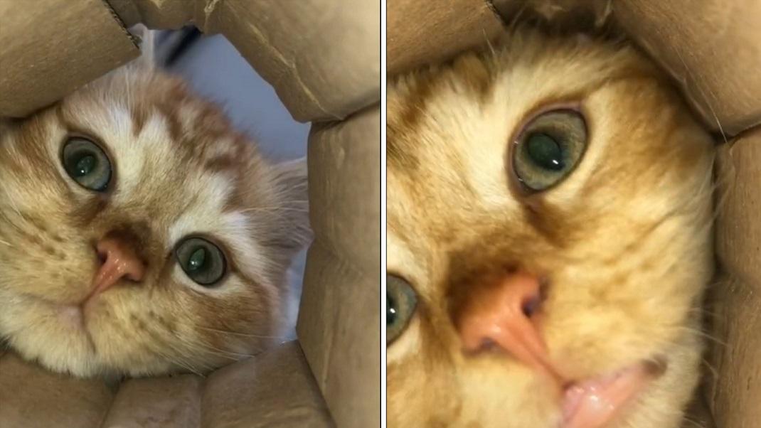 γάτα σε viral βίντεο χώνει κεφάλι σε χάρτινο κουτί