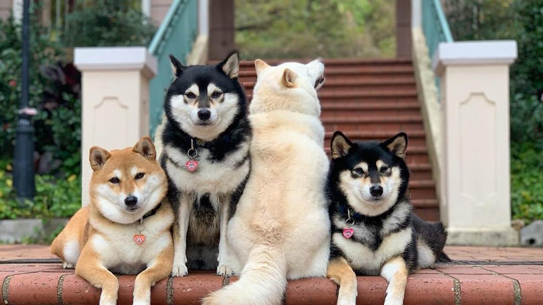 Τέσσερα σκυλιά ποζάρουν στον φακό 