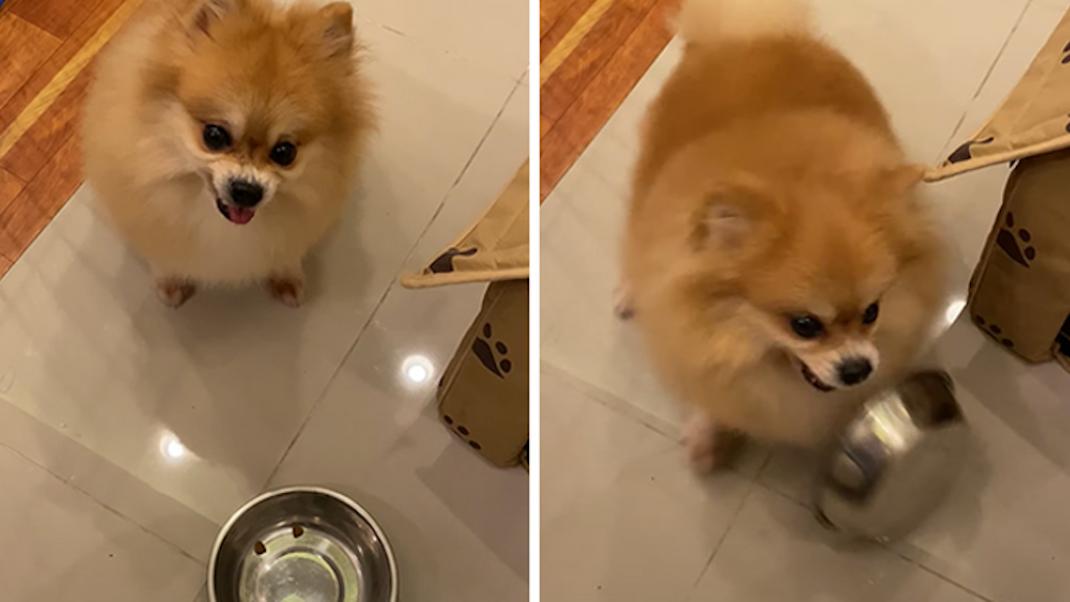 Σκύλος με μπολ φαγητού