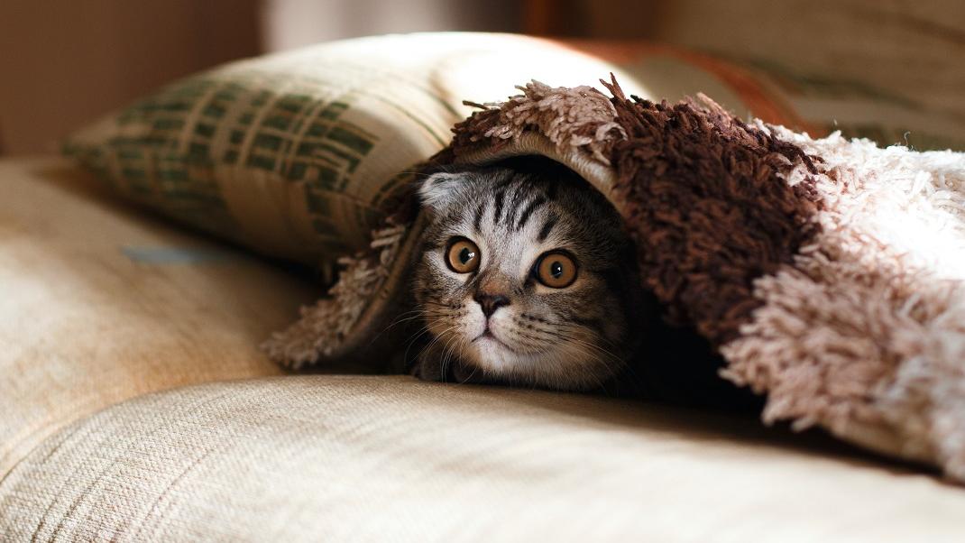 γκρι γάτα κρύβεται σε καναπέ