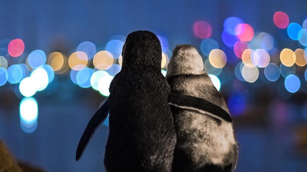 πιγκουίνοι αγκαλιάζονται