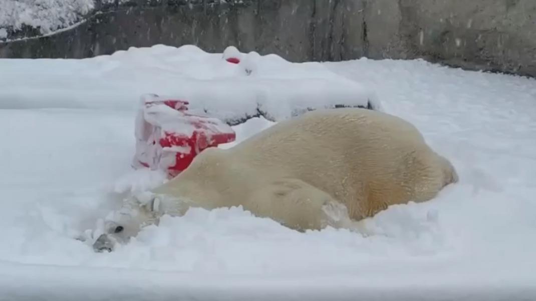 αρκούδα στο χιόνι