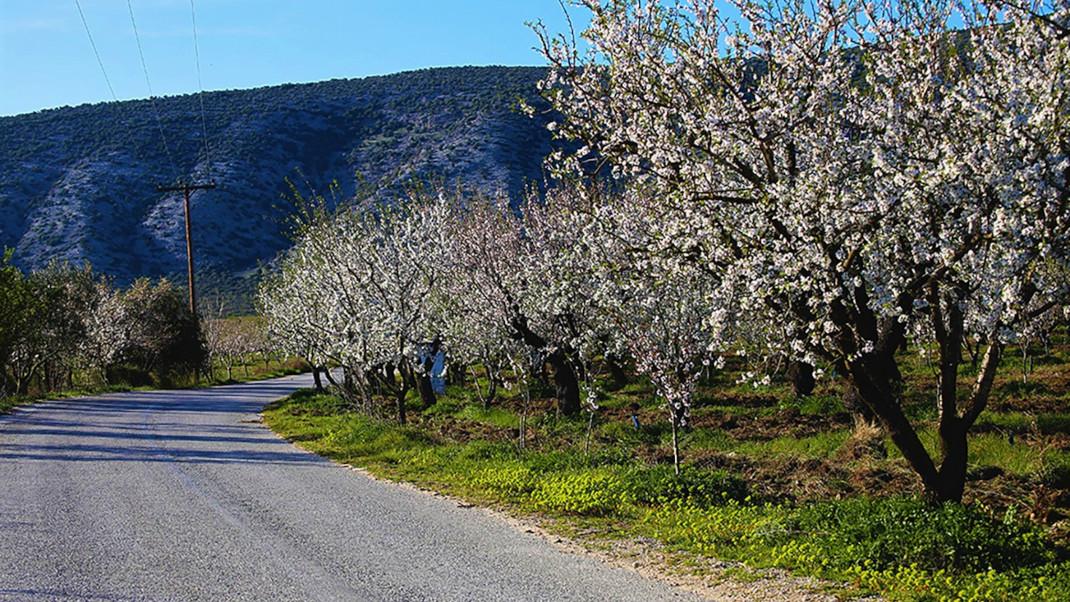 Ανθισμένες αμυγδαλιές στη Λάρισα