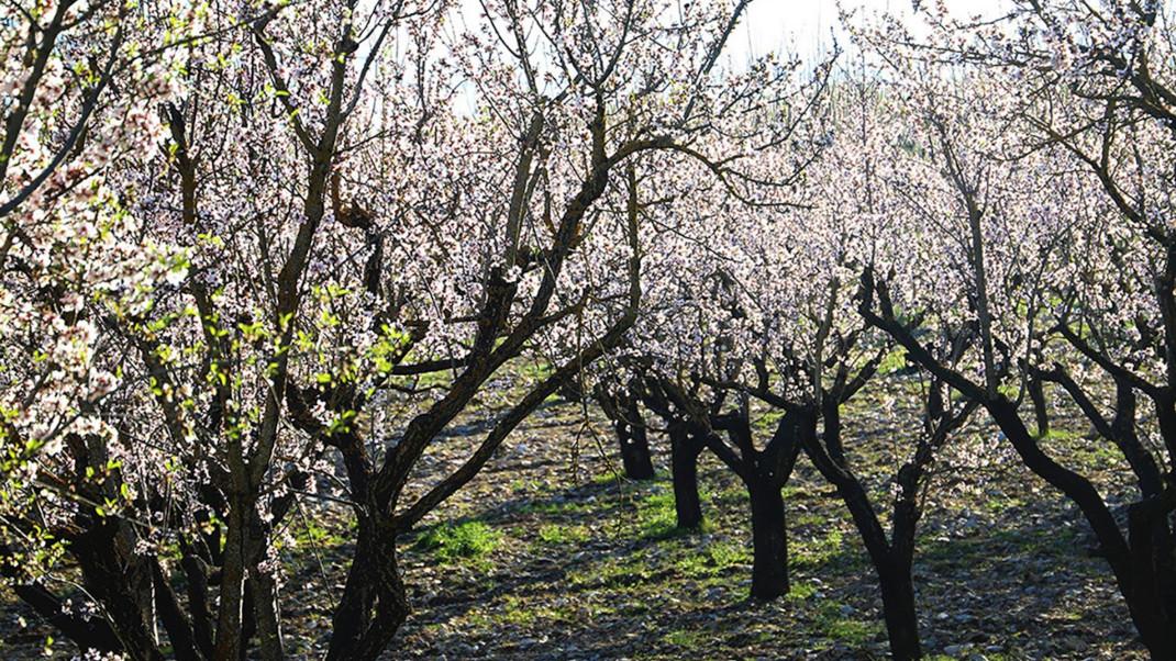 Ανθισμένες αμυγδαλιές στη Λάρισα