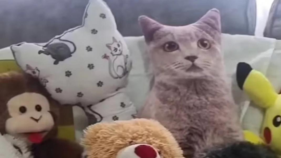 Πού κρύβεται ο Λάρι ο γάτος, viral βίντεο