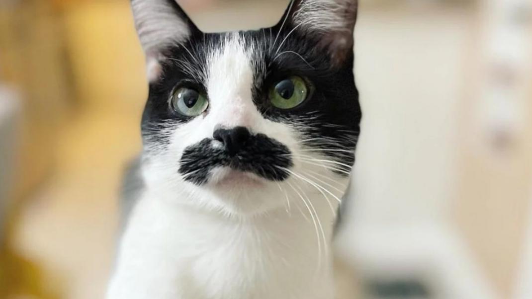 Η γάτα με το μουστάκι που θυμίζει Φρέντι Μέρκιουρι