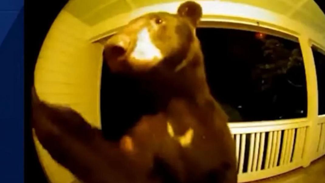 Αρκούδα χτύπησε το κουδούνι σε σπίτι στη Νότια Καρολίνα / youtube 