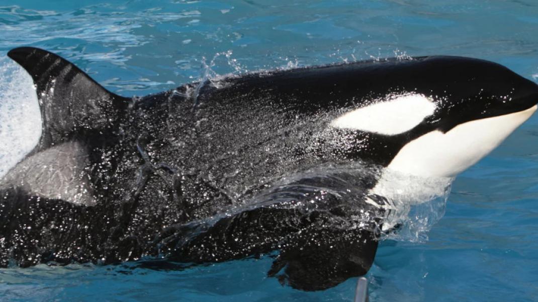 Φάλαινα όρκα στο SeaWorld του Σαν Ντιέγκο των ΗΠΑ