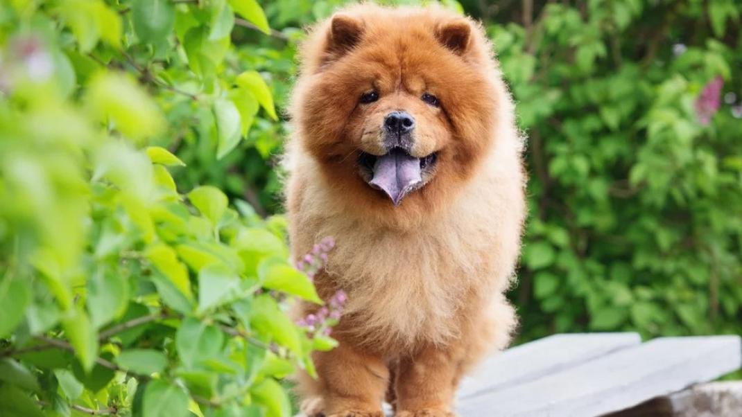 Σκύλος ράτσας Chow Chow / Φωτογραφία: Shutterstock