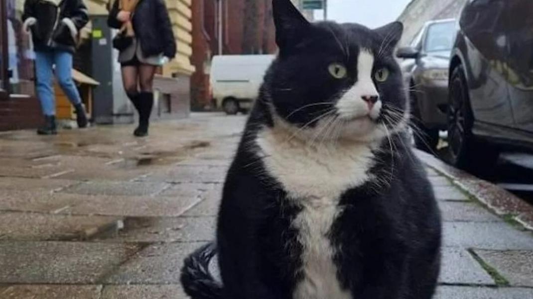 Ο δημοφιλής στους τουρίστες γάτος Gacek στην Πολωνία / Φωτογραφία Instagram