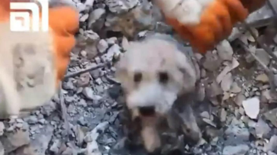Διασώστες σώζουν σκύλο από τα χαλάσματα στη Συρία