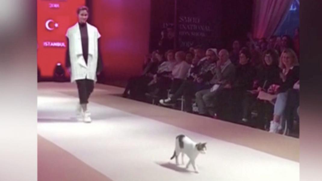 Catwalk με όλη την σημασία της λέξης - Δείτε τι συνέβη όταν μια γάτα αποφάσισε να ανέβει σε πασαρέλα στην Τουρκία | 0 bovary.gr