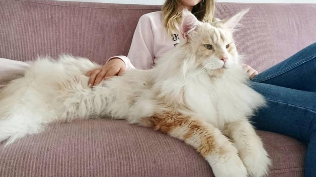 H γάτα ράτσας Μέιν Κουν, Φωτογραφία: lotus_the_mainecoon/instagram