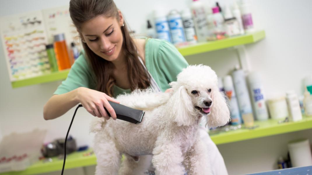 Κτηνίατρος κουρεύει σκύλο, Φωτογραφία: Shutterstock