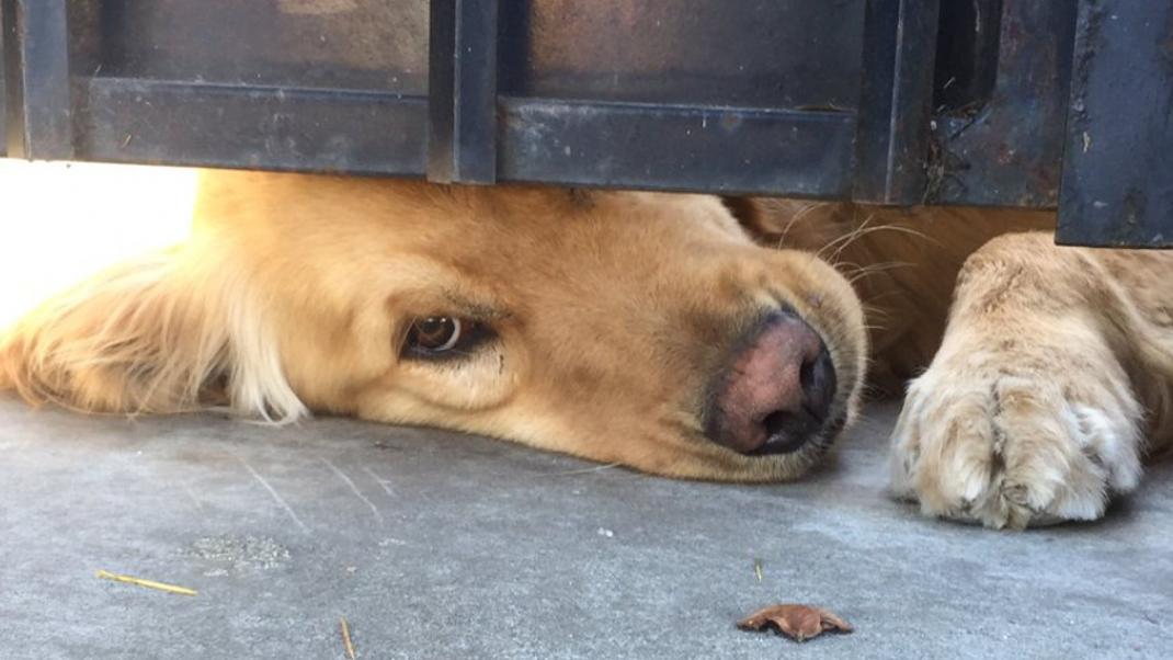 Ο πιο γλυκούλης σκύλος -Στριμώχνεται κάτω από μια πόρτα για το χάδι της... 17χρονης φίλης του | 0 bovary.gr