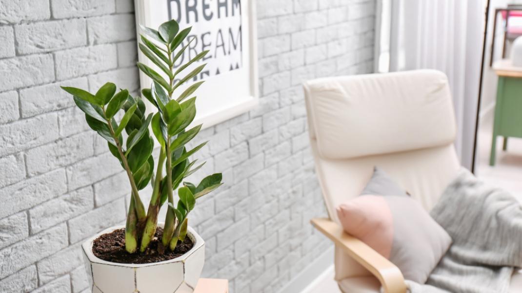 Πρασινίστε το σπίτι σας με ζαμιοκούλκα -Αυτό το απίστευτα ανθεκτικό φυτό είναι για εσάς που ξεχνάτε το πότισμα | BOVARY