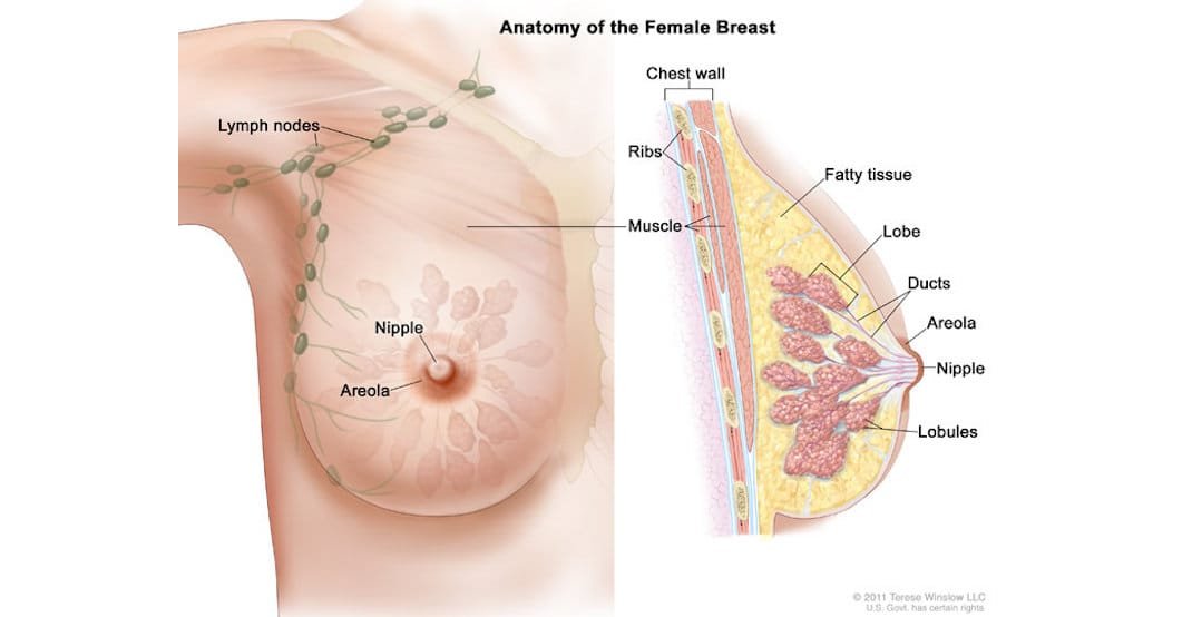 Φωτογραφία: American Breast Cancer Institute