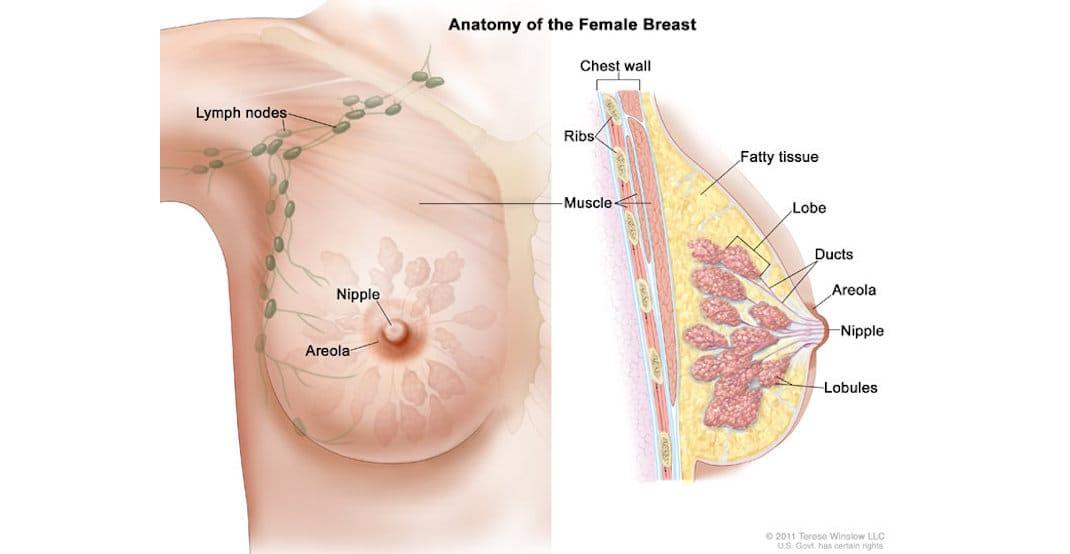 Φωτογραφία: American Breast Cancer Institute