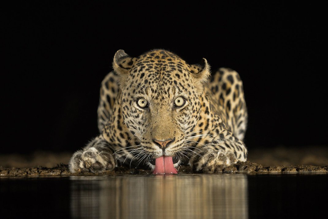 © Brendon Cremer, South Africa, Commended, Open, Wildlife (Open competition), 2018 Sony World Photography Awards