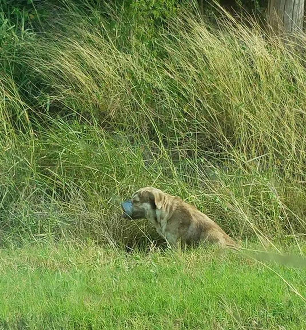 boredpanda.com