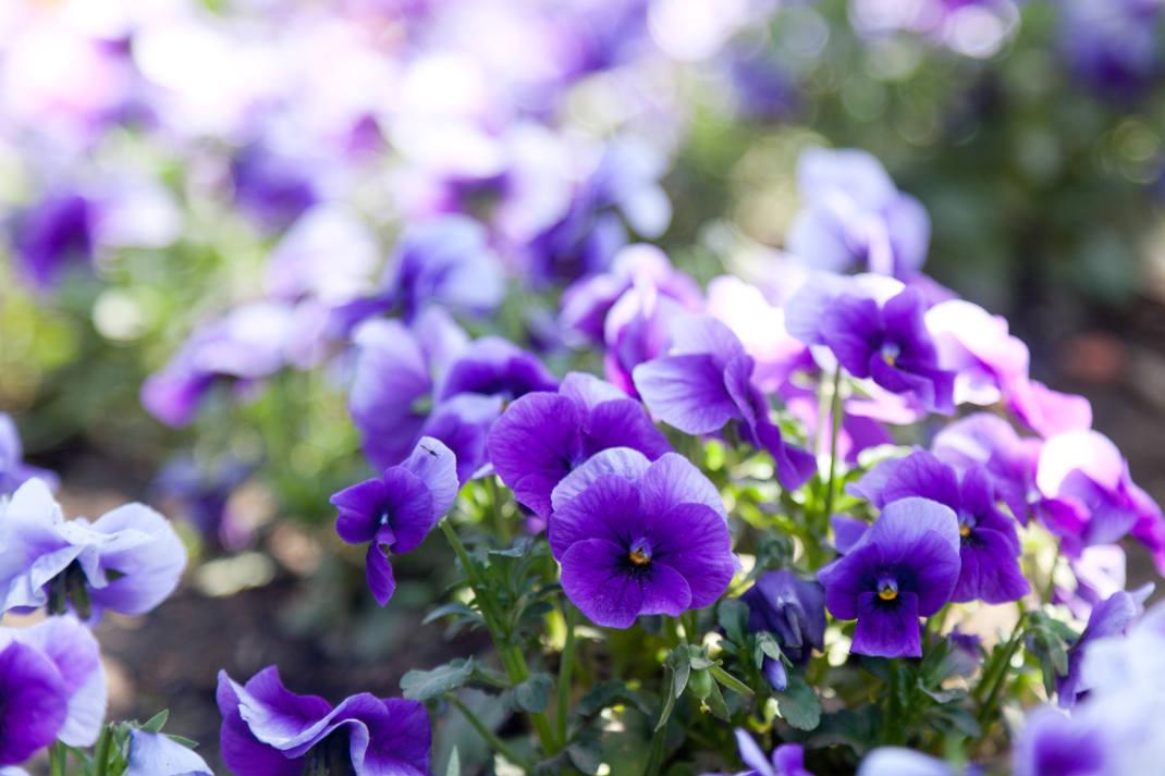 Βιολέτα/ Shutterstock 
