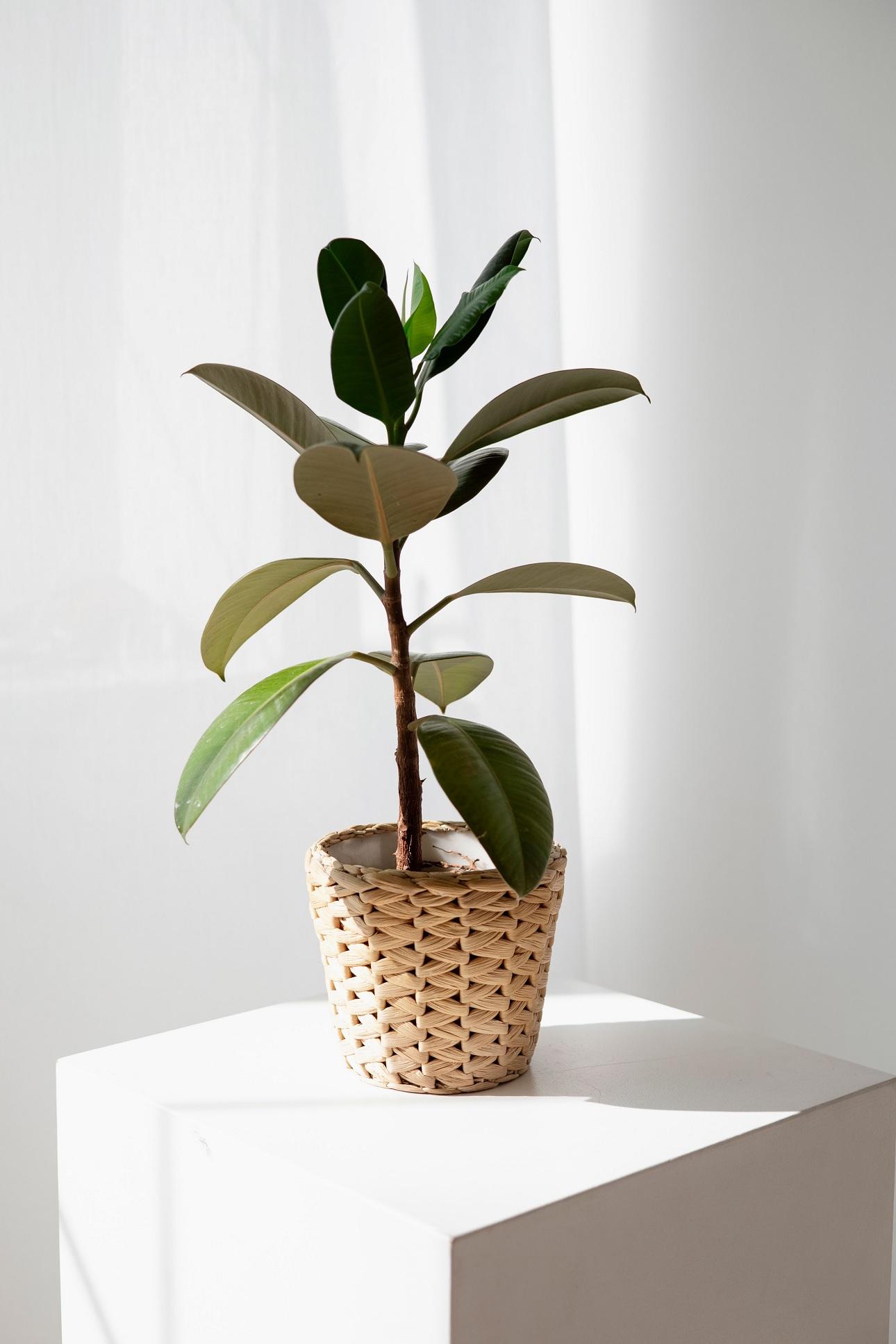 Ficus elastica/Φωτογραφία Pexels 