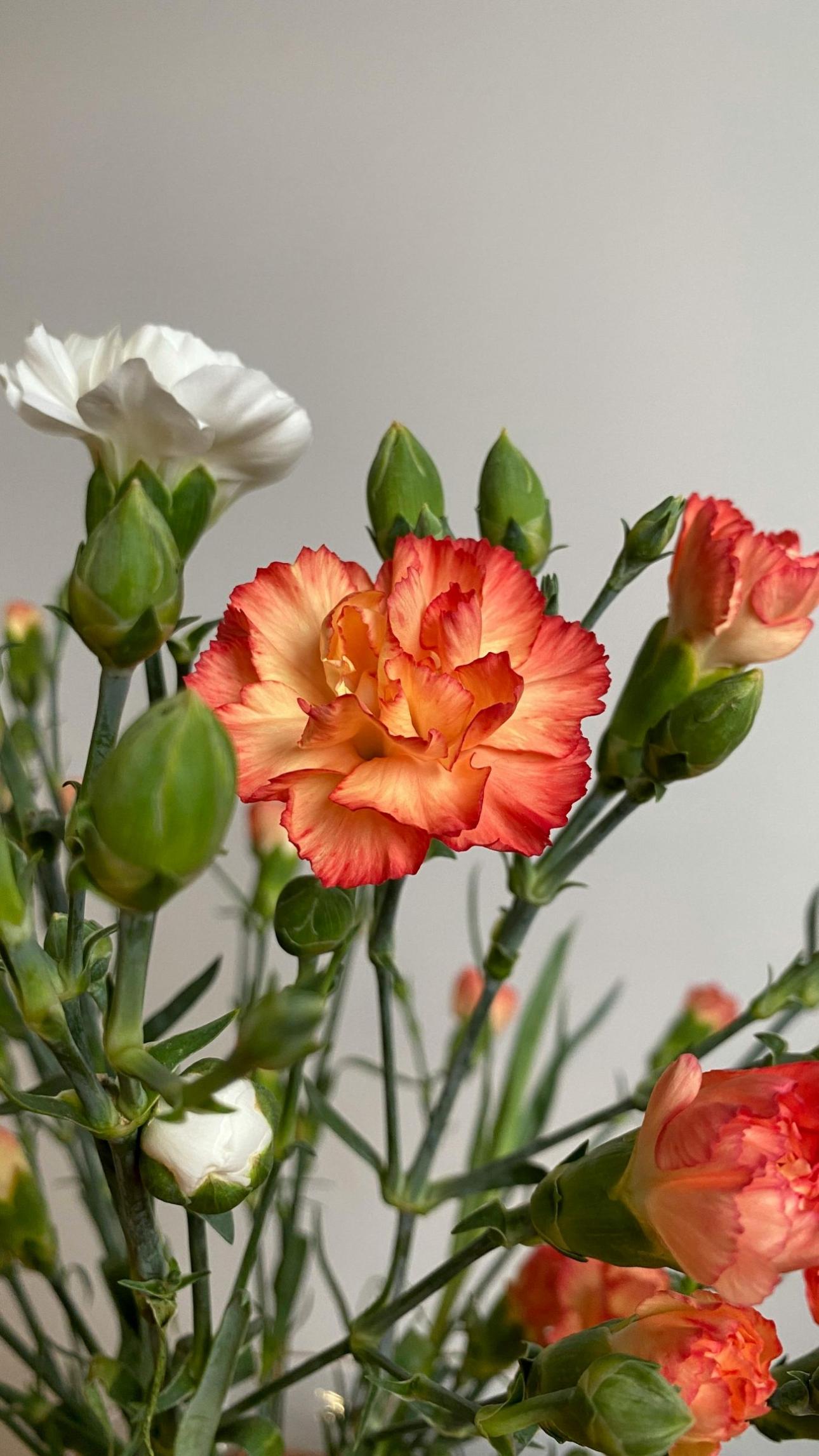 Γαρύφαλλο / Pexels