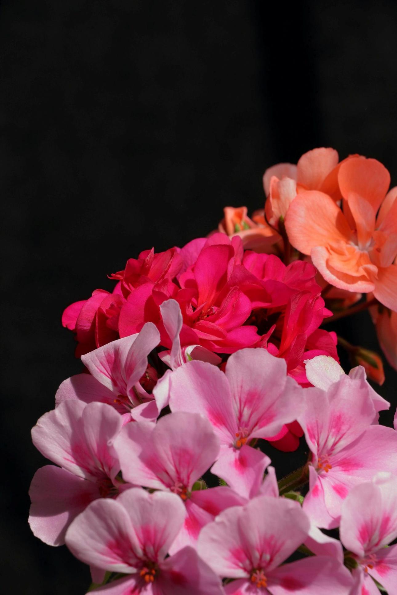 Γεράνι / Pexels