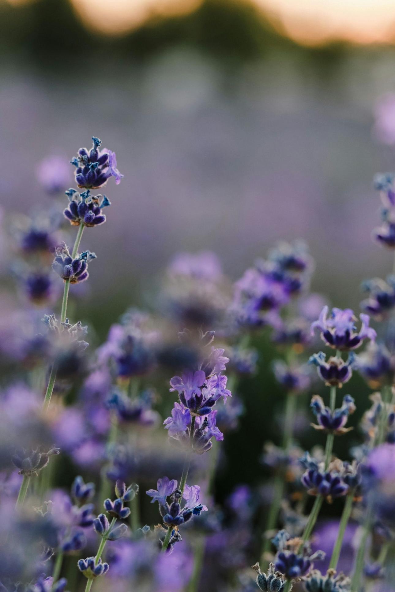 Λεβάντα / Pexels