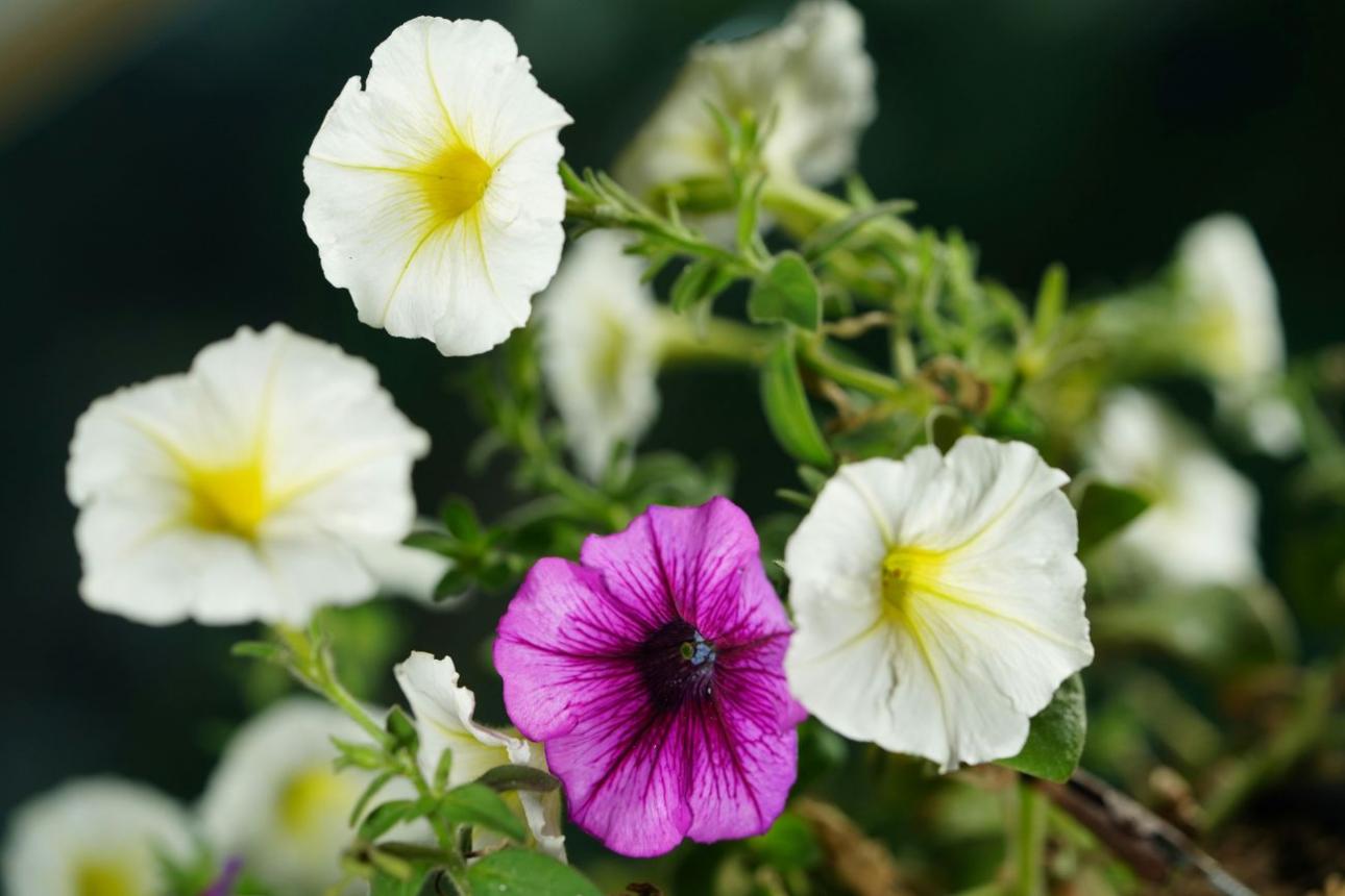 Πετούνια / Pexels